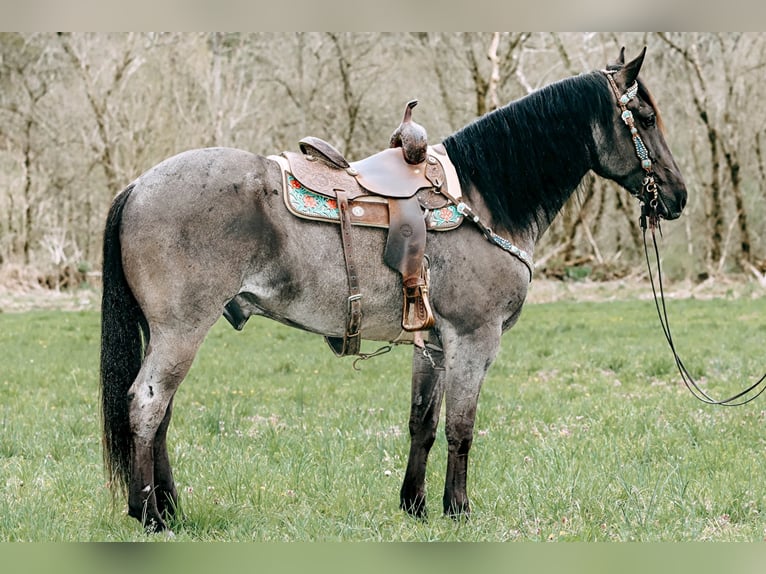 American Quarter Horse Ruin 10 Jaar 163 cm Roan-Blue in Tilton, KY