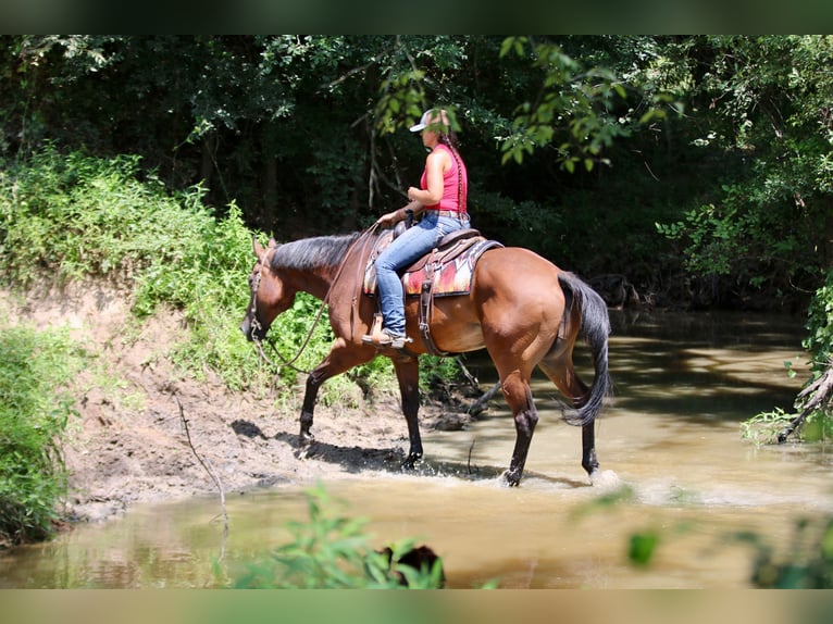 American Quarter Horse Ruin 10 Jaar 163 cm Roodbruin in Athens