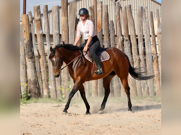 American Quarter Horse Ruin 10 Jaar 163 cm Roodbruin in Athens