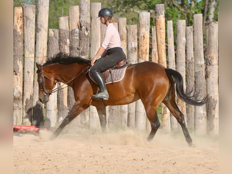 American Quarter Horse Ruin 10 Jaar 163 cm Roodbruin in Athens