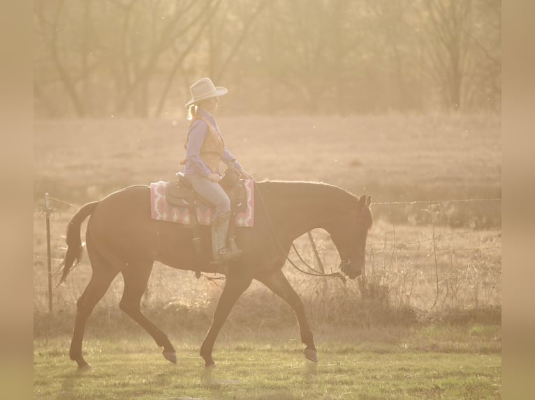 American Quarter Horse Ruin 10 Jaar 163 cm Roodbruin in Athens