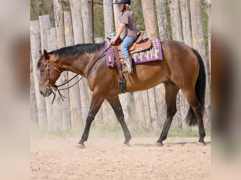 American Quarter Horse Ruin 10 Jaar 163 cm Roodbruin in Athens