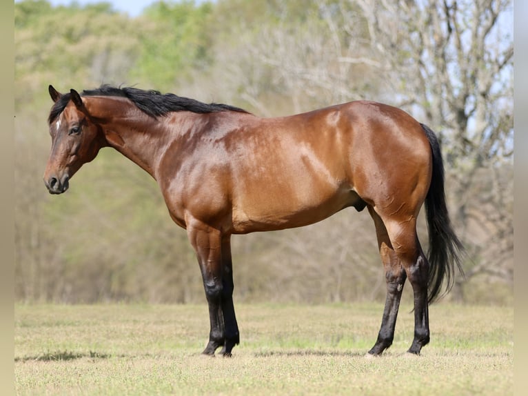 American Quarter Horse Ruin 10 Jaar 163 cm Roodbruin in Athens