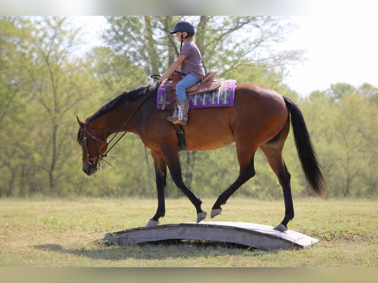 American Quarter Horse Ruin 10 Jaar 163 cm Roodbruin in Athens