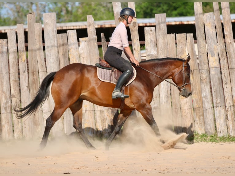 American Quarter Horse Ruin 10 Jaar 163 cm Roodbruin in Athens