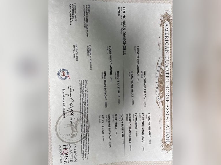 American Quarter Horse Ruin 10 Jaar 163 cm Roodbruin in Henderson KY