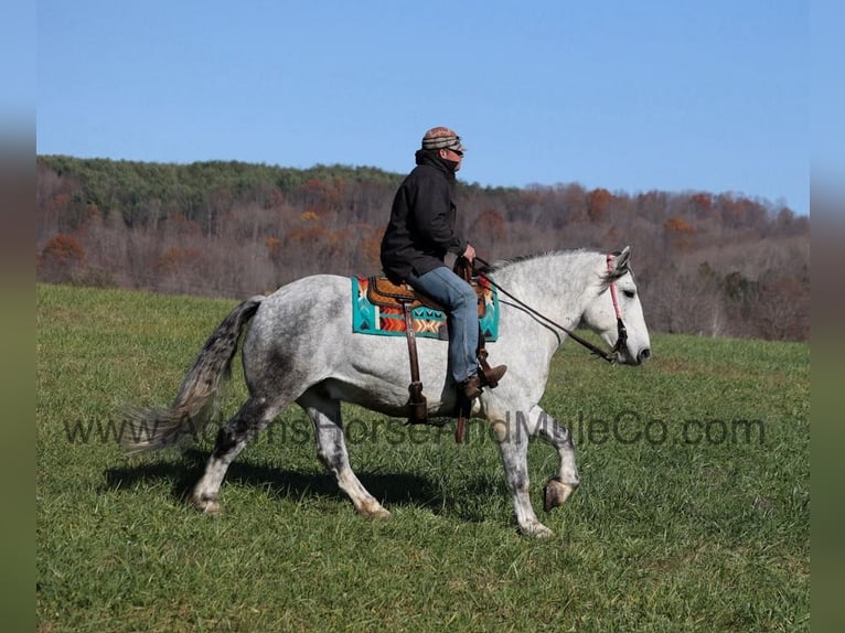 American Quarter Horse Ruin 10 Jaar 163 cm Schimmel in Mount Vernon