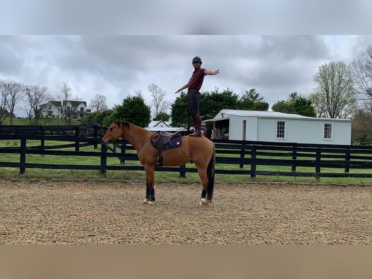 American Quarter Horse Ruin 10 Jaar 165 cm Buckskin in Goshen OH