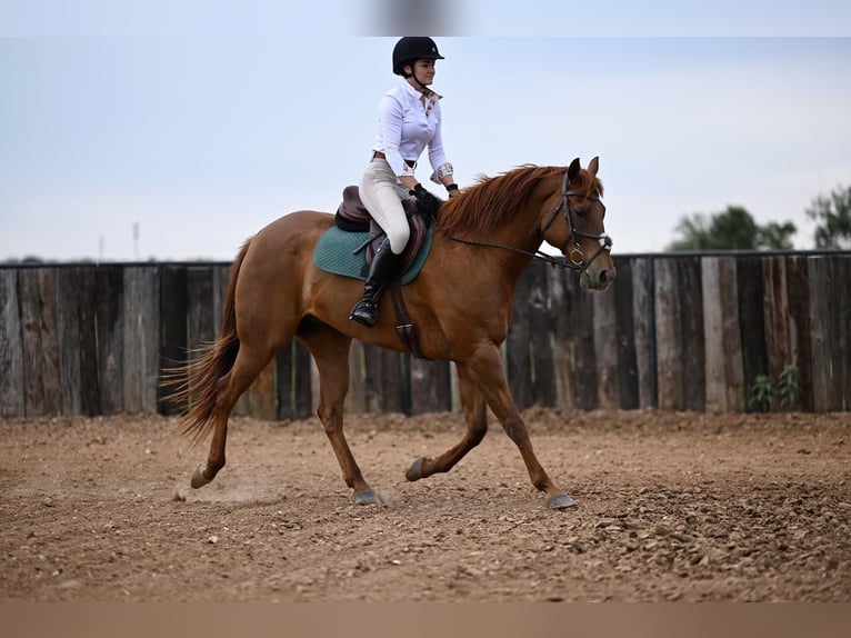 American Quarter Horse Ruin 10 Jaar 165 cm Roodvos in Kaufman