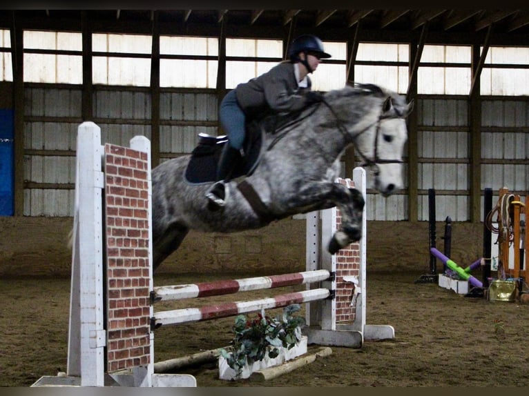 American Quarter Horse Ruin 10 Jaar Appelschimmel in Highland MI