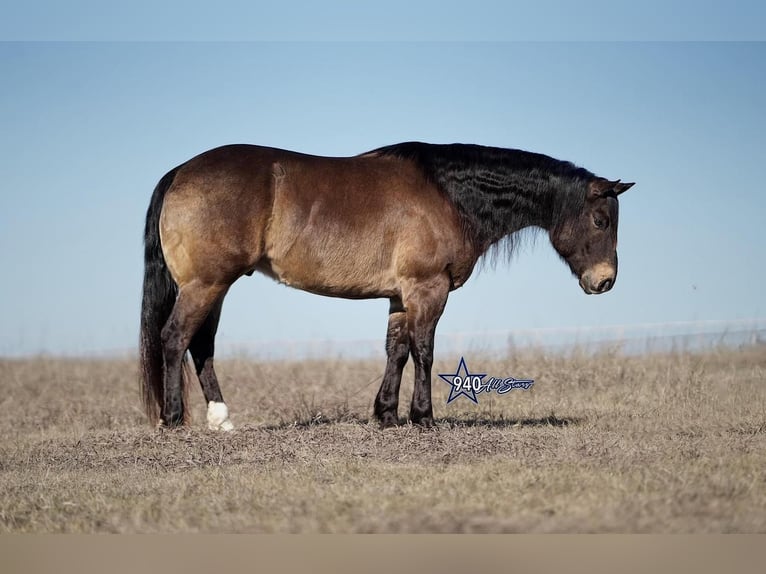 American Quarter Horse Ruin 10 Jaar Buckskin in Addison, TX