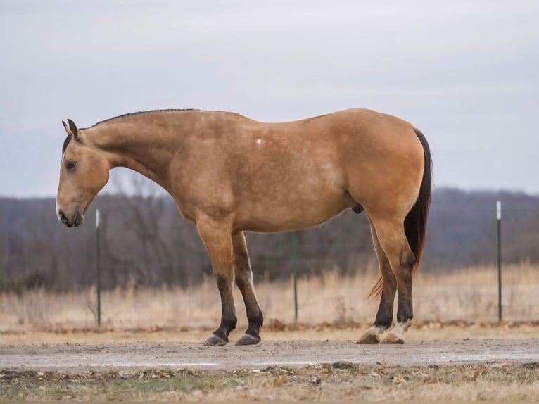 American Quarter Horse Ruin 10 Jaar Buckskin in Bogard