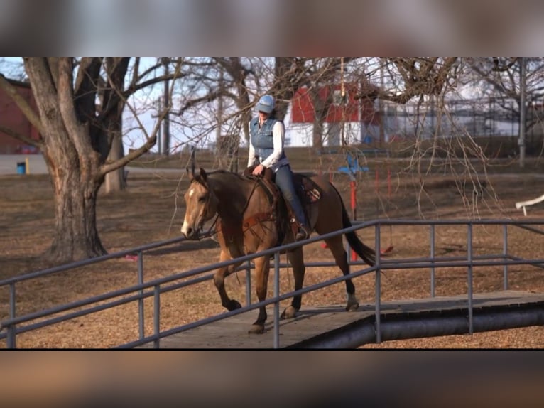 American Quarter Horse Ruin 10 Jaar Buckskin in Bogard