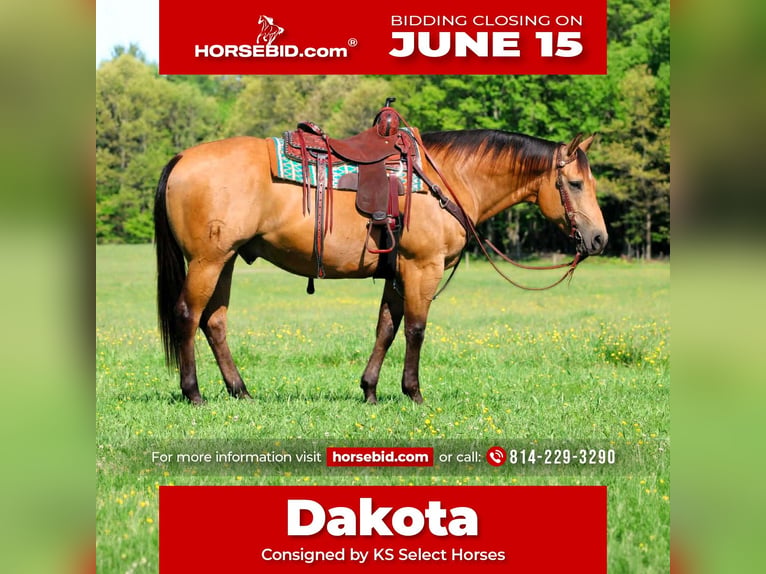 American Quarter Horse Ruin 10 Jaar Buckskin in Clarion