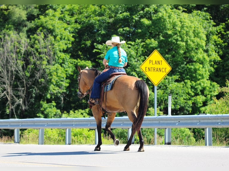 American Quarter Horse Ruin 10 Jaar Buckskin in Clarion