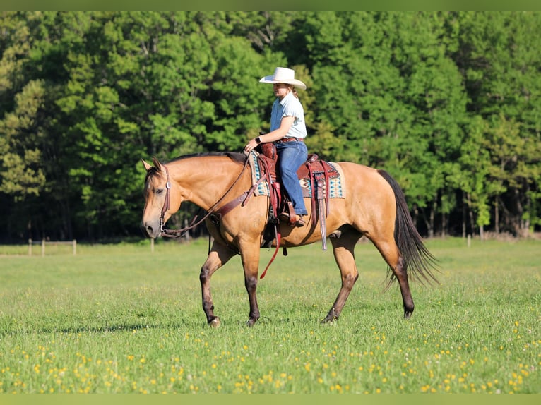 American Quarter Horse Ruin 10 Jaar Buckskin in Clarion