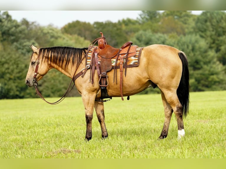 American Quarter Horse Ruin 10 Jaar Buckskin in Clarion