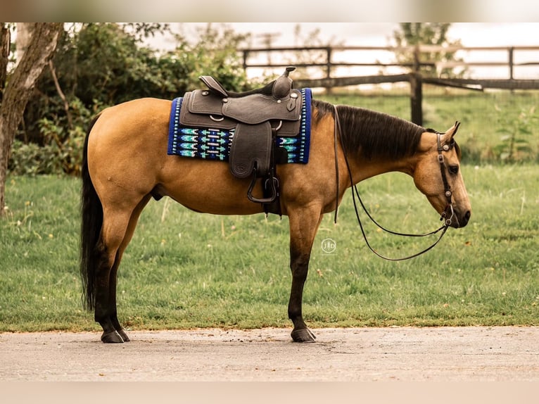 American Quarter Horse Ruin 10 Jaar Buckskin in Grantville