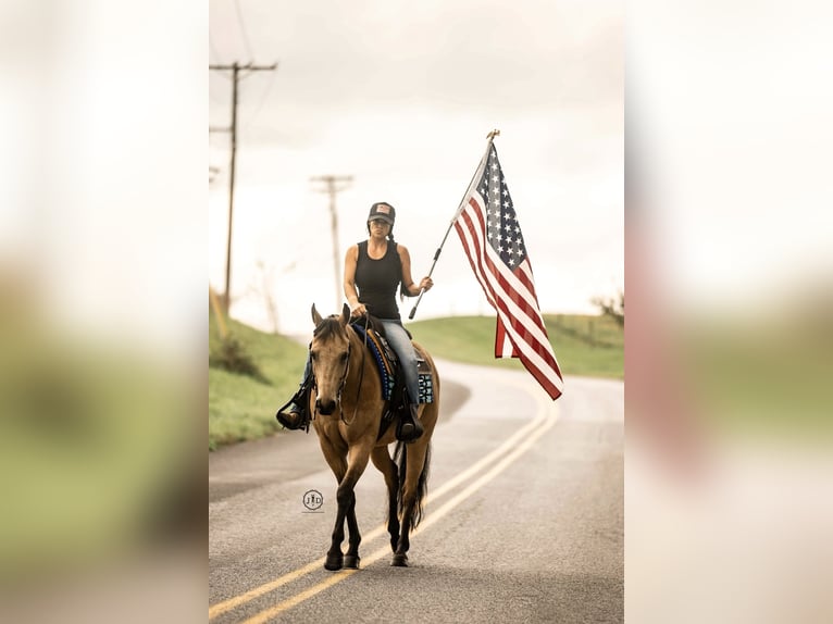 American Quarter Horse Ruin 10 Jaar Buckskin in Grantville