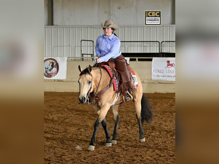 American Quarter Horse Ruin 10 Jaar Buckskin in Grantville