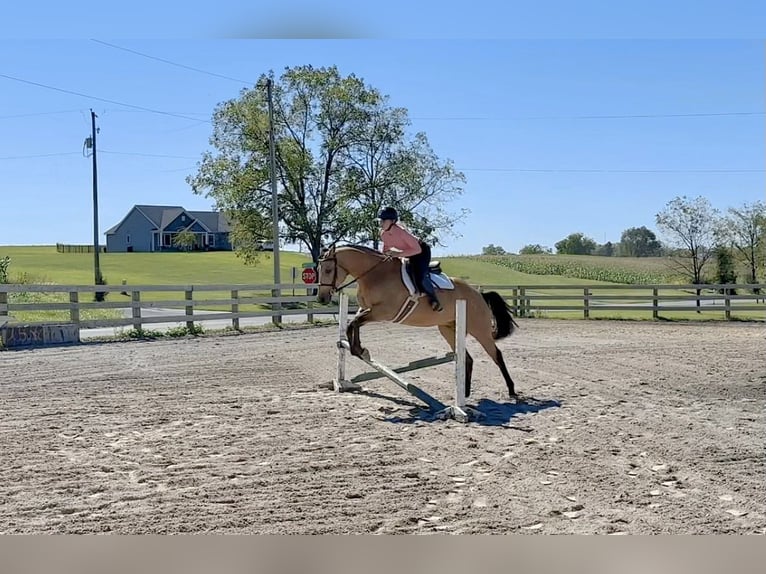 American Quarter Horse Ruin 10 Jaar Buckskin in Grantville