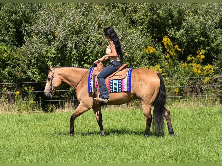 American Quarter Horse Ruin 10 Jaar Buckskin in Grantville