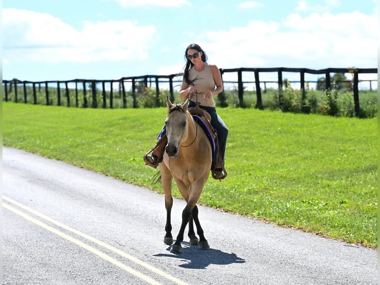 American Quarter Horse Ruin 10 Jaar Buckskin in Grantville