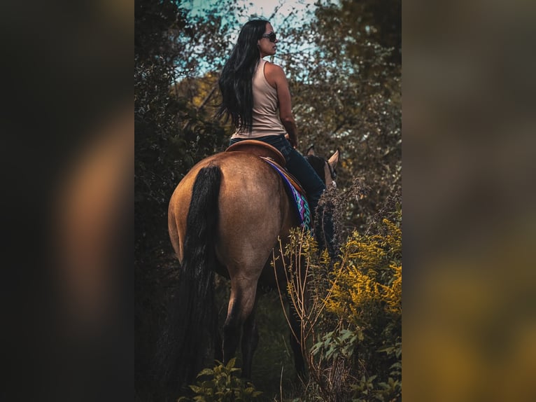 American Quarter Horse Ruin 10 Jaar Buckskin in Grantville