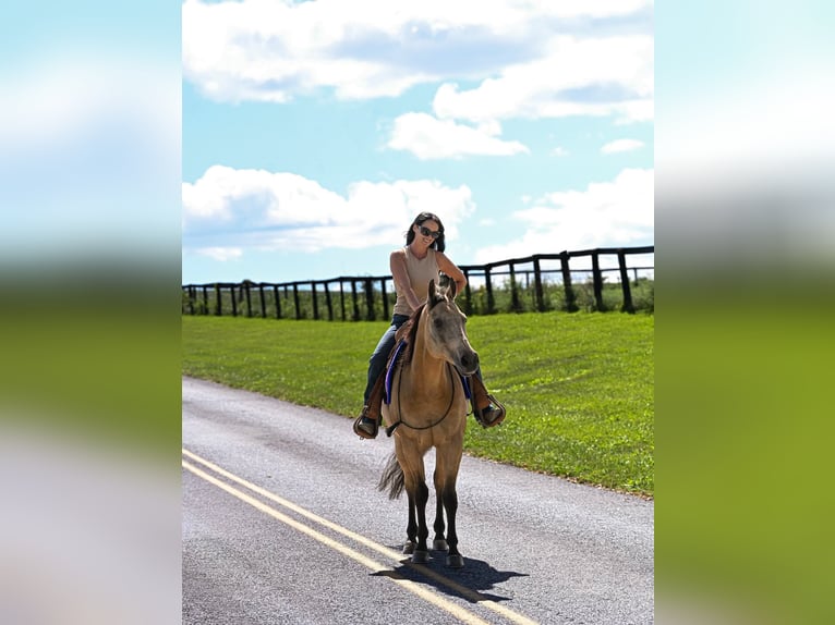 American Quarter Horse Ruin 10 Jaar Buckskin in Grantville