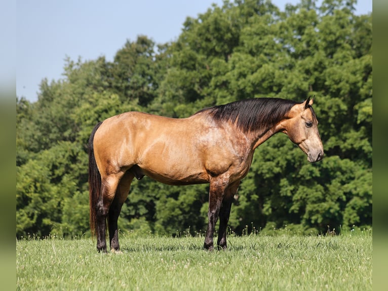 American Quarter Horse Ruin 10 Jaar Buckskin in Mount Vernon, KY