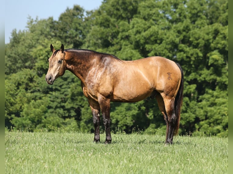 American Quarter Horse Ruin 10 Jaar Buckskin in Mount Vernon