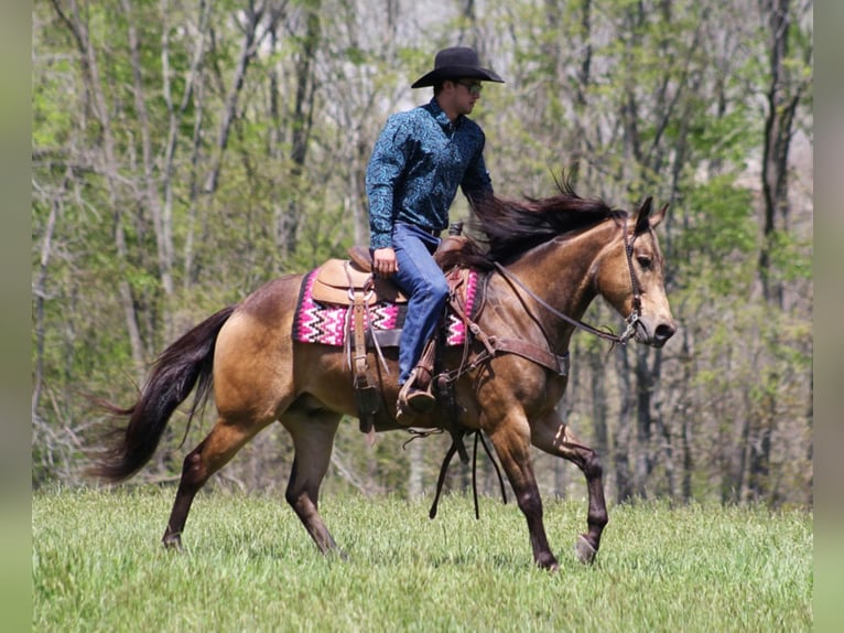 American Quarter Horse Ruin 10 Jaar Buckskin in Brodhead KY