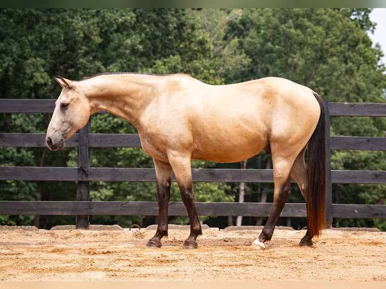 American Quarter Horse Ruin 10 Jaar Buckskin in Clover