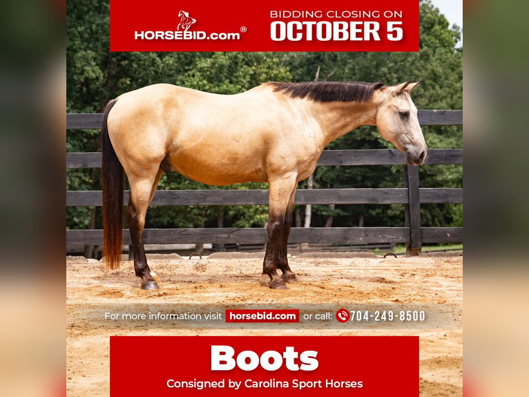 American Quarter Horse Ruin 10 Jaar Buckskin in Clover