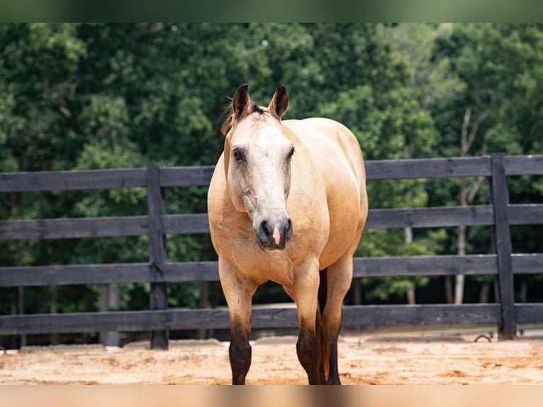 American Quarter Horse Ruin 10 Jaar Buckskin in Clover