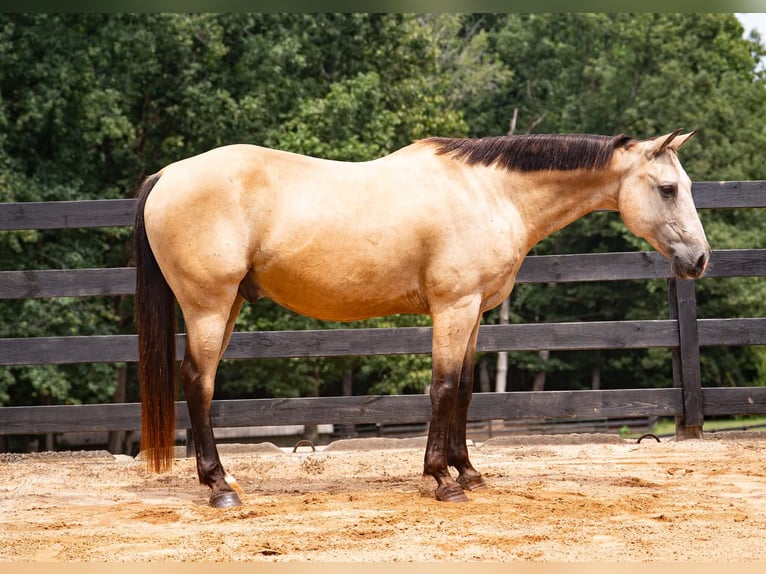 American Quarter Horse Ruin 10 Jaar Buckskin in Clover
