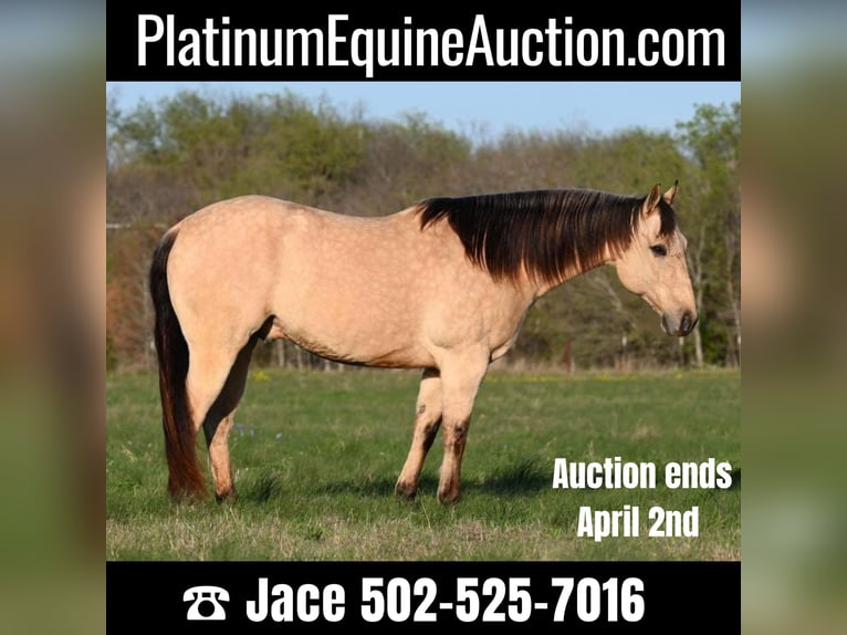 American Quarter Horse Ruin 10 Jaar Buckskin in Waco TX