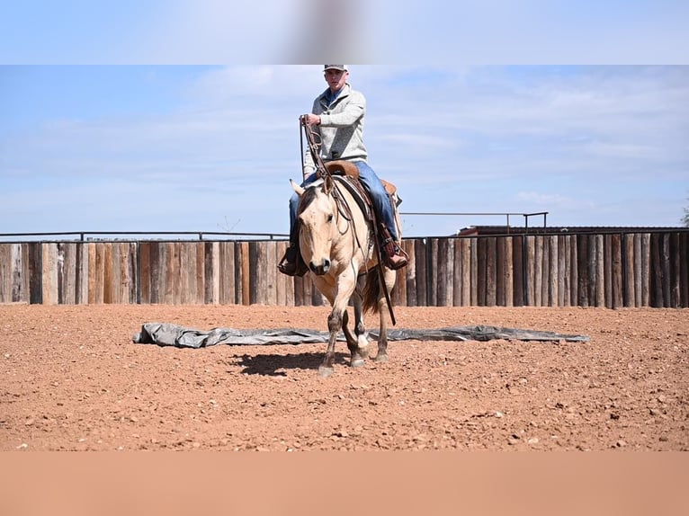 American Quarter Horse Ruin 10 Jaar Buckskin in Waco TX