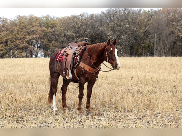 American Quarter Horse Mix Ruin 10 Jaar Donkere-vos in Buffalo, WY