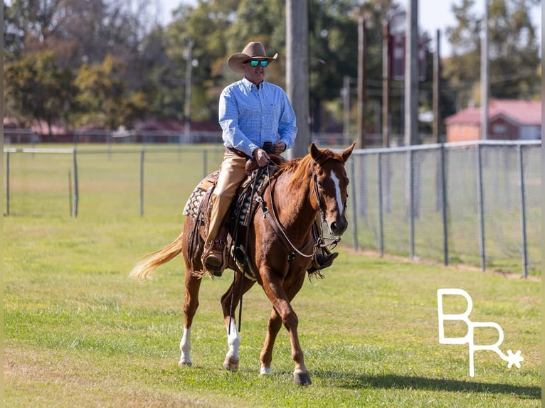 American Quarter Horse Ruin 10 Jaar Donkere-vos in Mountain Grove Mo