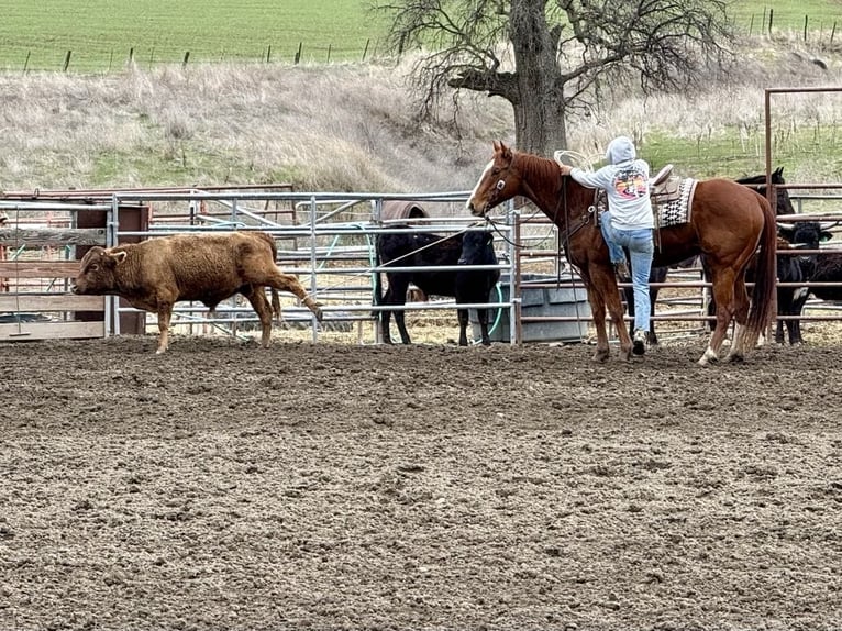 American Quarter Horse Ruin 10 Jaar Donkere-vos in Paicines, CA