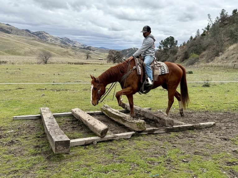 American Quarter Horse Ruin 10 Jaar Donkere-vos in Paicines, CA