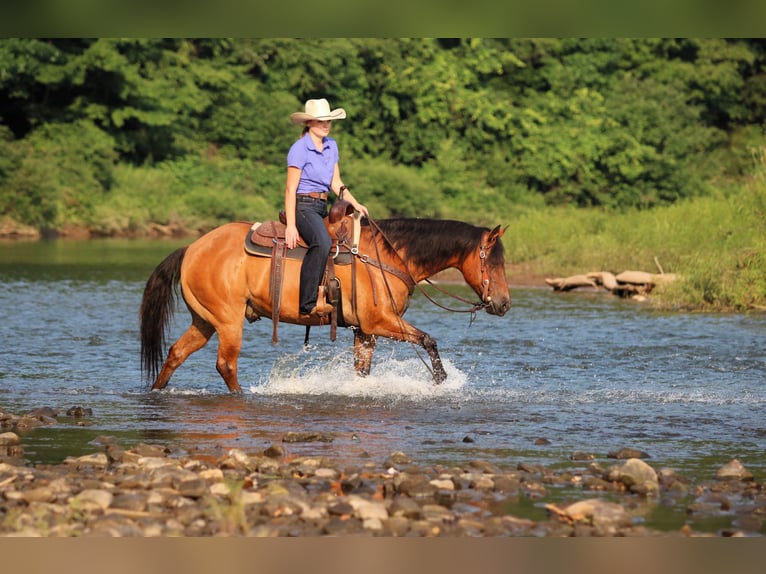 American Quarter Horse Ruin 10 Jaar Falbe in Clarion