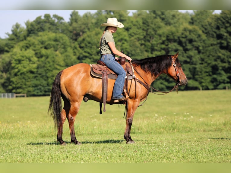 American Quarter Horse Ruin 10 Jaar Falbe in Clarion