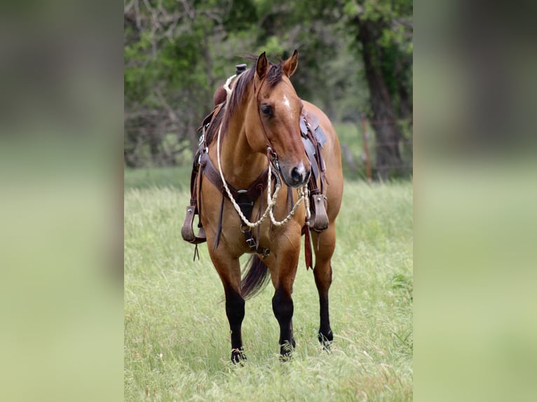 American Quarter Horse Ruin 10 Jaar Falbe in Morgan Mill Tx