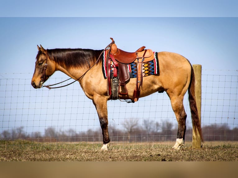 American Quarter Horse Ruin 10 Jaar Falbe in Sonora KY