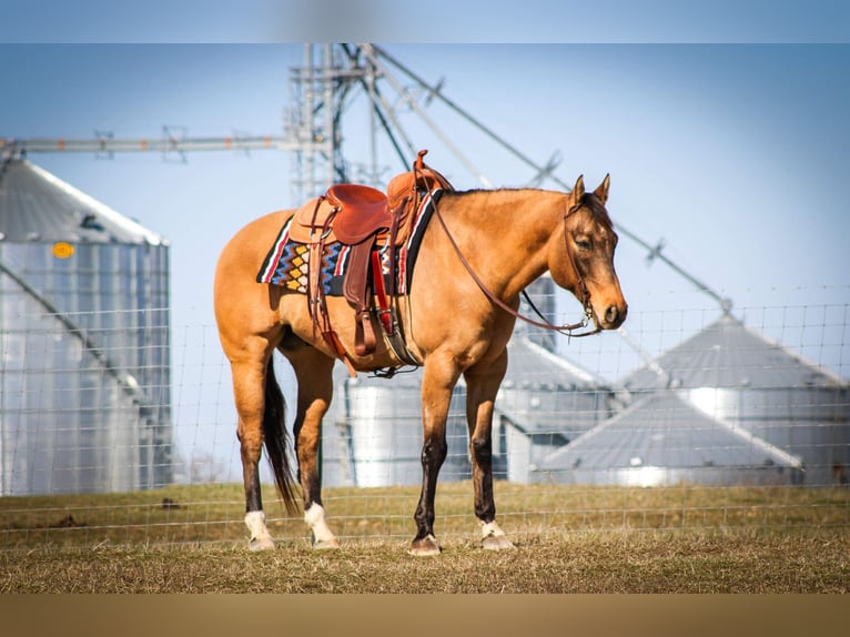 American Quarter Horse Ruin 10 Jaar Falbe in Sonora KY