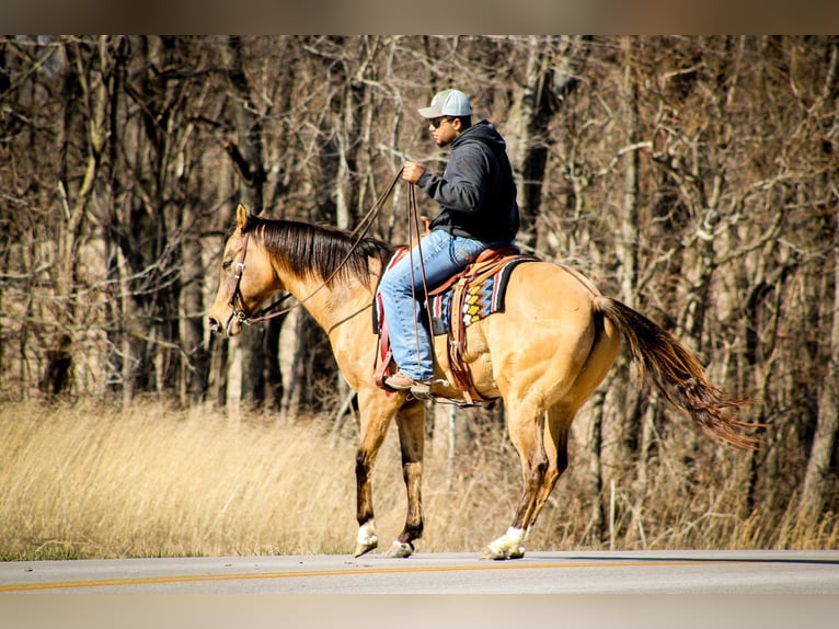 American Quarter Horse Ruin 10 Jaar Falbe in Sonora KY