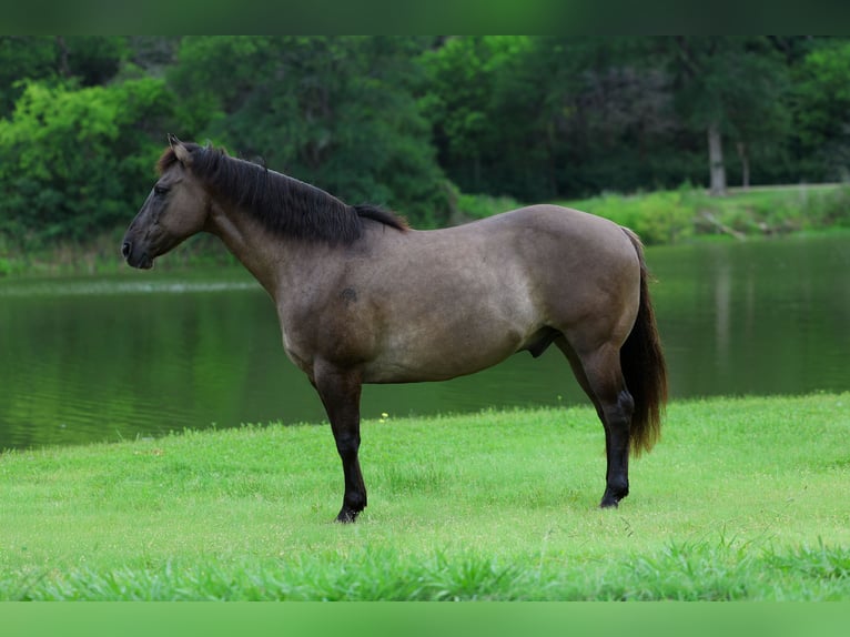 American Quarter Horse Ruin 10 Jaar Grullo in Forney