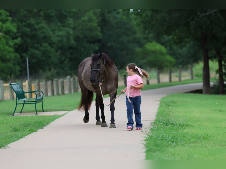 American Quarter Horse Ruin 10 Jaar Grullo in Forney
